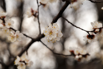 Beautiful flower apricot. Flowering apricot in spring.