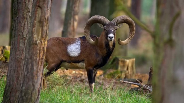 Mouflon sensing danger