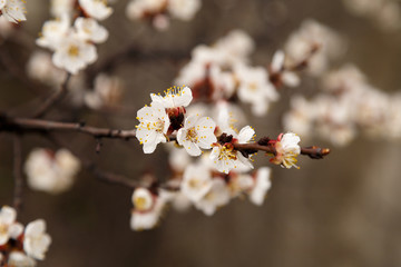 Beautiful flower apricot. Flowering apricot in spring.
