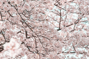 満開の桜（久松公園・鳥取市）