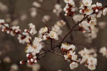 Beautiful flower apricot. Flowering apricot in spring.