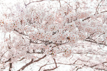 満開の桜（久松公園・鳥取市）