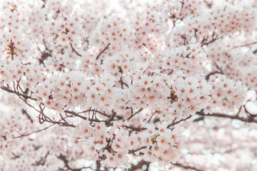満開の桜（久松公園・鳥取市）