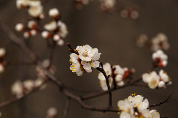 Beautiful flower apricot. Flowering apricot in spring.