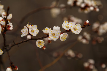 Beautiful flower apricot. Flowering apricot in spring.