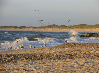 Meeresvögel am Strand im Abendlicht, Fischerhafen Vorupør, Wellen schlagen an den Strand,...