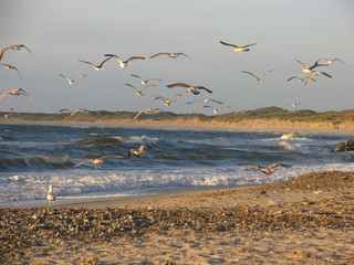 Meeresvögel am Strand im Abendlicht, Fischerhafen Vorupør, Wellen schlagen an den Strand,...