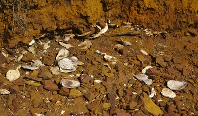 Fotobehang Aboriginal shells middens © galexia