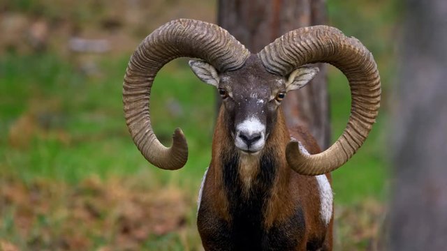 Mouflon sensing danger