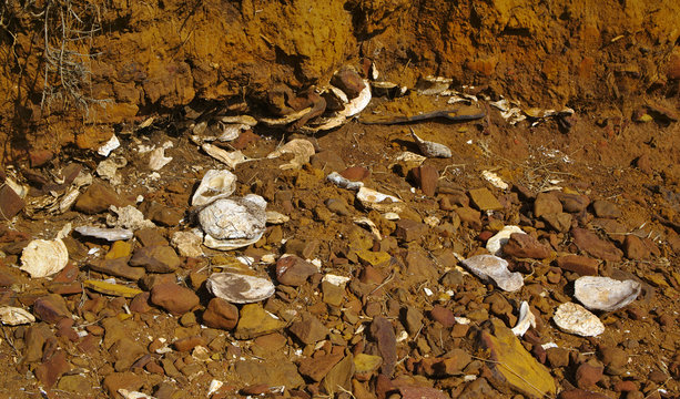 Aboriginal shells middens