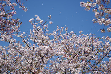 桜吹雪