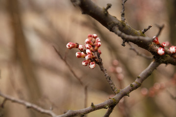Beautiful flower apricot. Flowering apricot in spring.