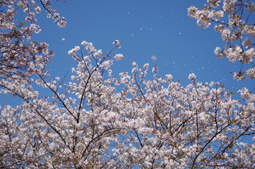 桜吹雪