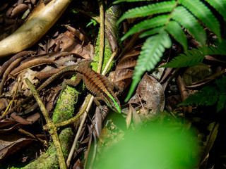 Lizard in jungle