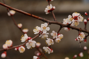 Beautiful flower apricot. Flowering apricot in spring.