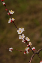Beautiful flower apricot. Flowering apricot in spring.