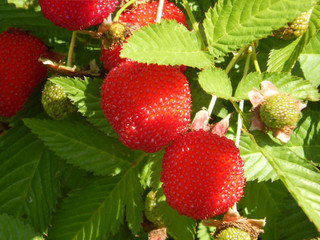 rosemary raspberry in the garden