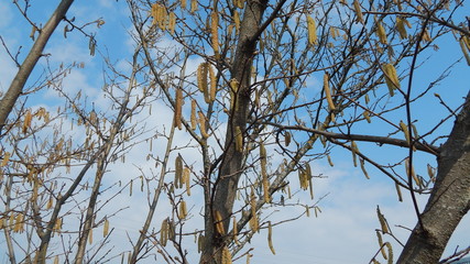 flowering forest hazel