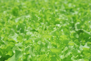 Organic hydroponic vegetable garden, Thailand