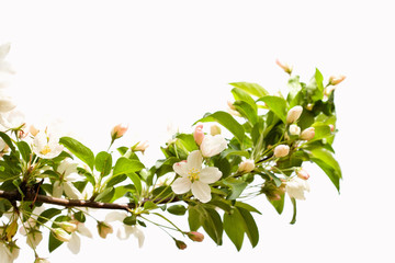 Boughs of apple blossoms on white with negative space in the top half 