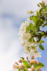 Boughs of apple blossoms against a spring sky with white cloud negatvie space to the left