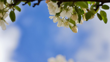 Boughs of apple blossoms against a brilliant blue sky with negative space in the lower half of the frame