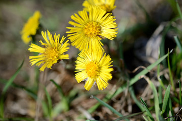 Coltsfoot flowers (Tussilago Farfara) in spring forest on a sunny day