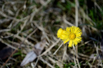 Coltsfoot flowers (Tussilago Farfara) in spring forest on a sunny day