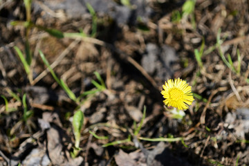 Bright coltsfoot flower (Tussilago Farfara) in spring forest on a sunny day