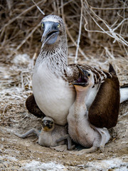 Blue-footed Booby