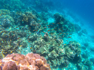 beautiful coral in diving spot Surin island
