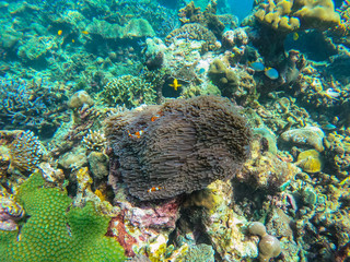 beautiful coral in diving spot Surin island