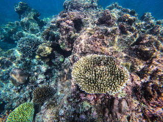 beautiful coral in diving spot Surin island
