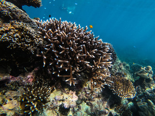 Naklejka na ściany i meble beautiful coral in diving spot Surin island