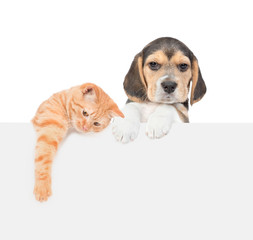 Playful cat and beagle puppy over white banner. isolated on white background