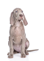 Weimaraner puppy sitting in front view and looking at camera. isolated on white background