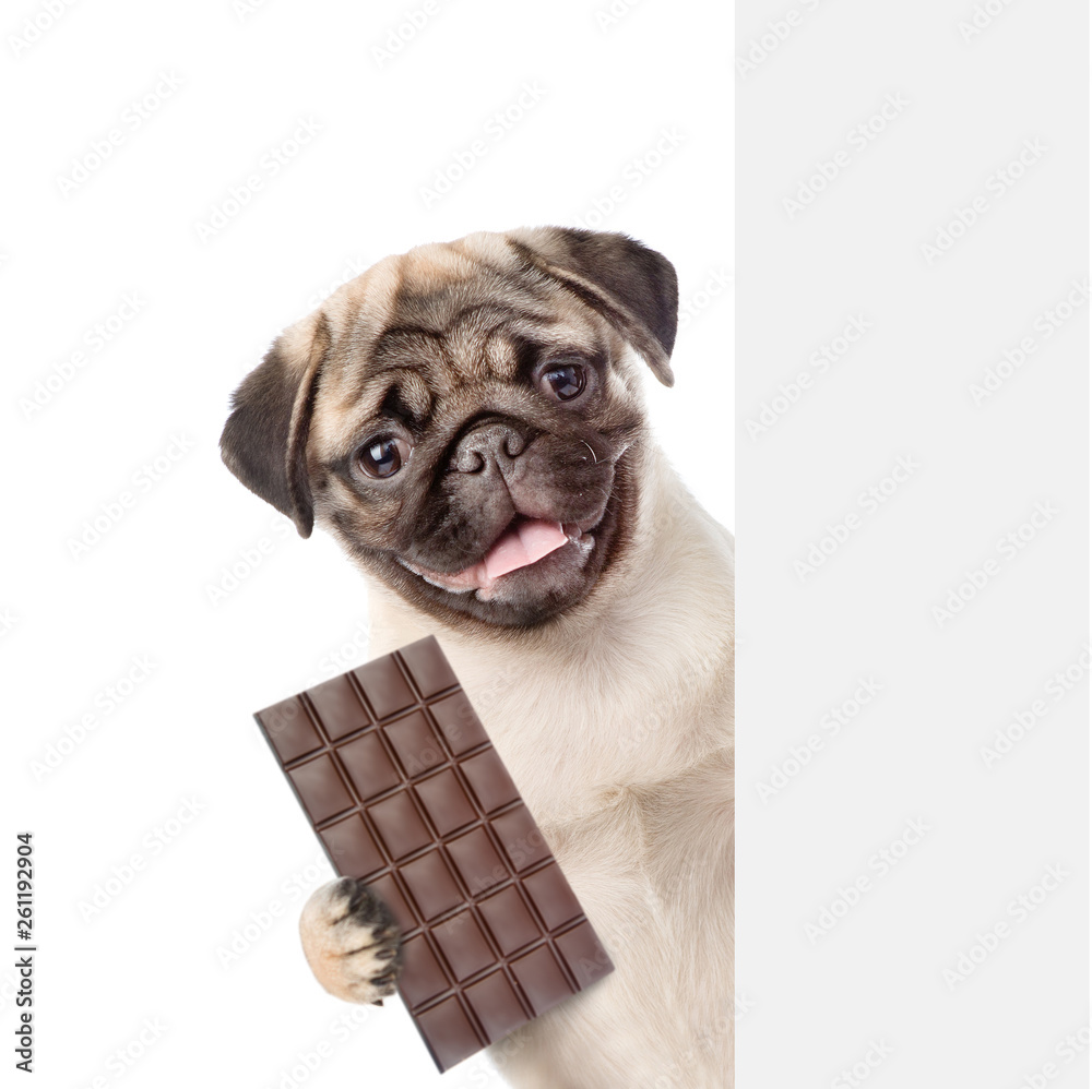 Poster pug puppy with dark chocolate in paw behind white banner. isolated on white background