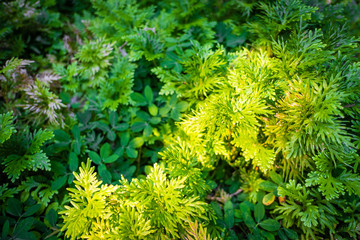 Grass background from Champasak, Laos