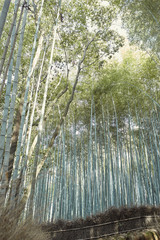 View from below of a bamboo forest in Arashiyama, Japan on a spring day.