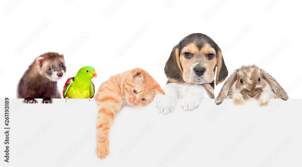 Poster Large group of pets  over empty white banner. isolated on white background. Empty space for text