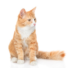 Adult red tabby cat looking away. isolated on white background
