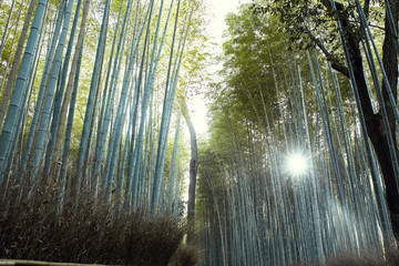 View from below of Sagano Bamboo forest in Arashiyama, Japan on a spring day.