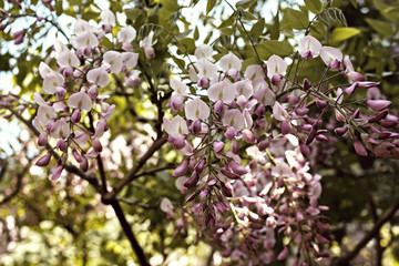 Obraz premium Colorful Wisteria Floribunda flowers in full bloom at a park in Nara, Japan