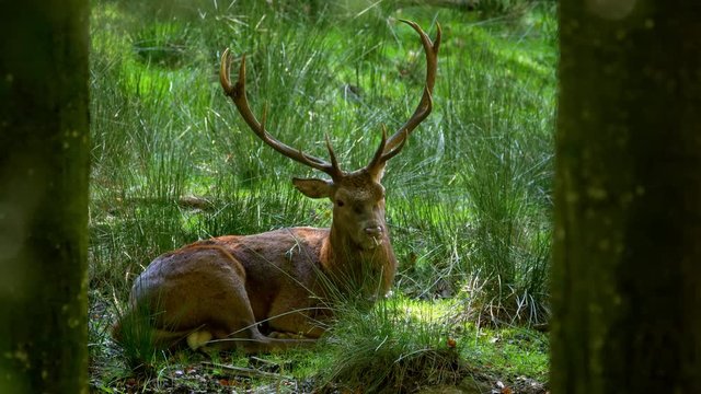Red deer (Cervus elaphus) resting in forest clearing