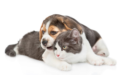 Beagle puppy chews cat's ear and embracing his. isolated on white background