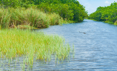 Florida everglades, narrow waterway and alligator.