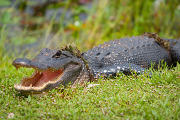 Alligator emerges from swamp with vegetation wrapped around body