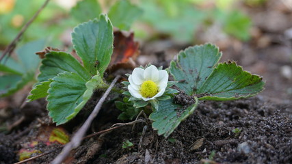White strawberry flower with green leaves close up on soil background.