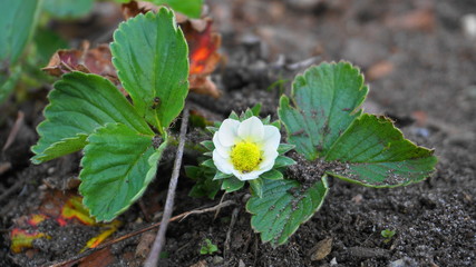 White strawberry flower with green leaves close up on soil background.