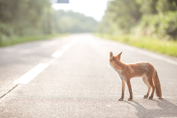 wild fox crossing road in Hokkaido Japan